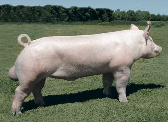 Йоркшир - свиная порода из Британии Её относят к беконному направлению Свиньи отличаются интенсивным набором массы и хорошо чувствуют себя в климате прохладных регионов РФ