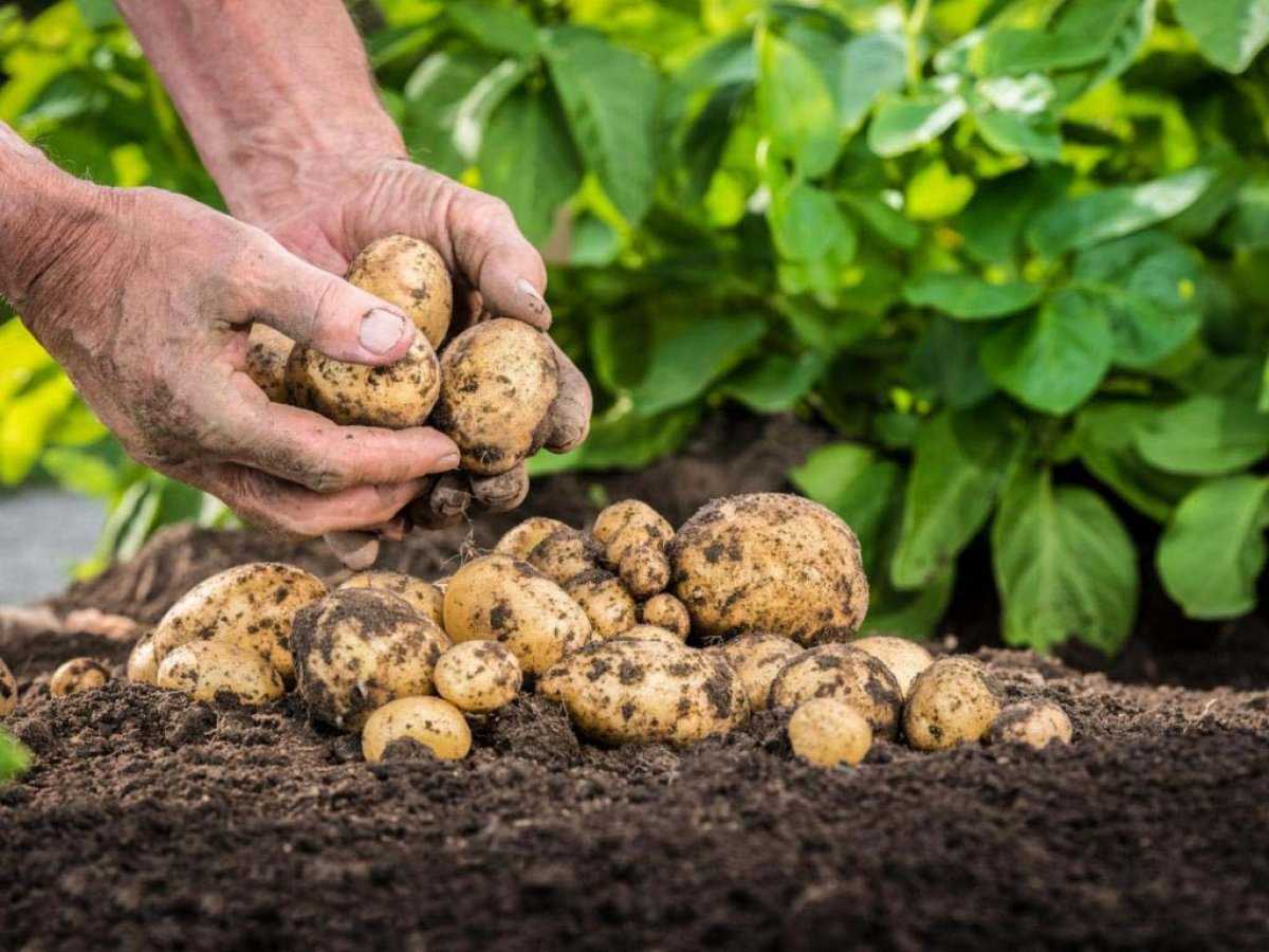 Когда сажать картофель в 2021 году: сроки посадки, выращивание и уход