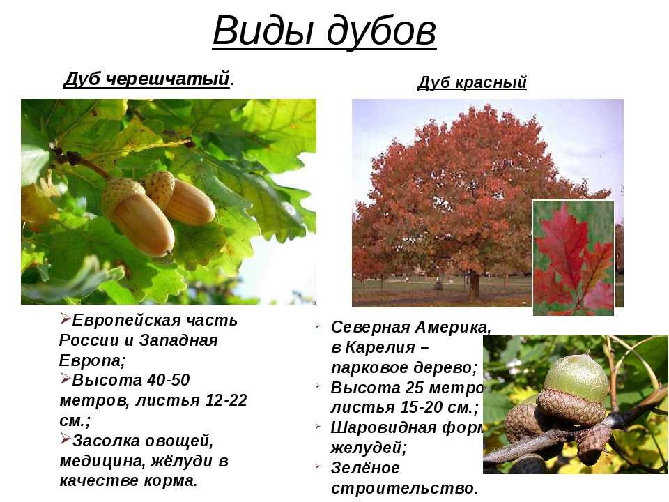 Как цветет дуб - как выглядит цветущий дуб и особенности выращивания дуба в своем саду (75 фото)