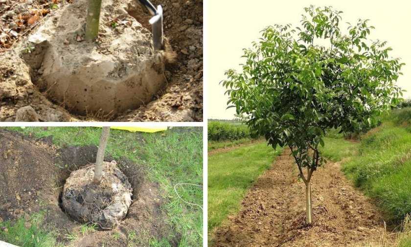 Грецкий орех - дерево семейства ореховые. посадка, выращивание и уход