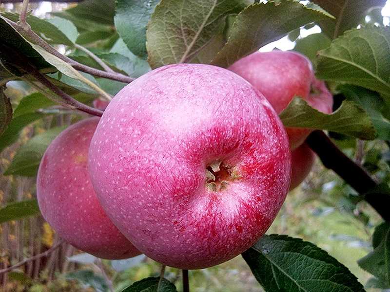 Яблоня флорина: описание и фото