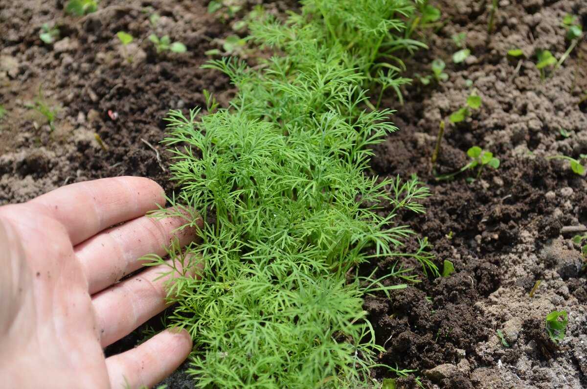 Укроп: выращивание в открытом грунте. секреты и советы по уходу за укропом