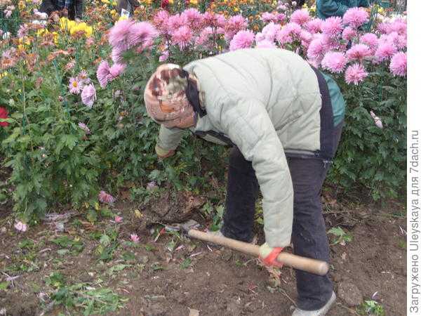 Хризантемы — посадка и уход в открытом грунте. как вырастить хризантему, уход за цветами. когда сажать хризантемы в открытый грунт?