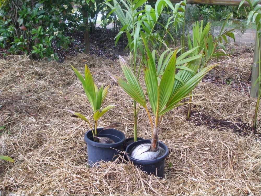 Кокос: как посадить и вырастить кокосовую пальму дома