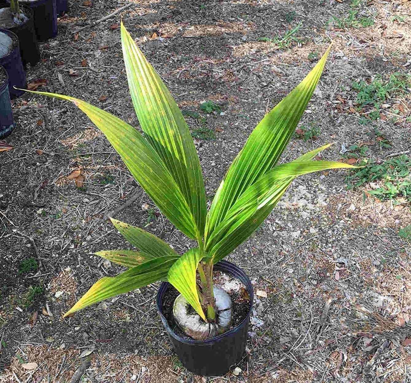 Как вырастить кокос в домашних условиях? уход за кокосовой пальмой дома