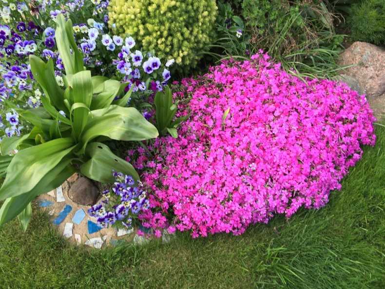 Цветок камелия – как правильно поливать и подкармливать растение, особенности пересадки и размножения