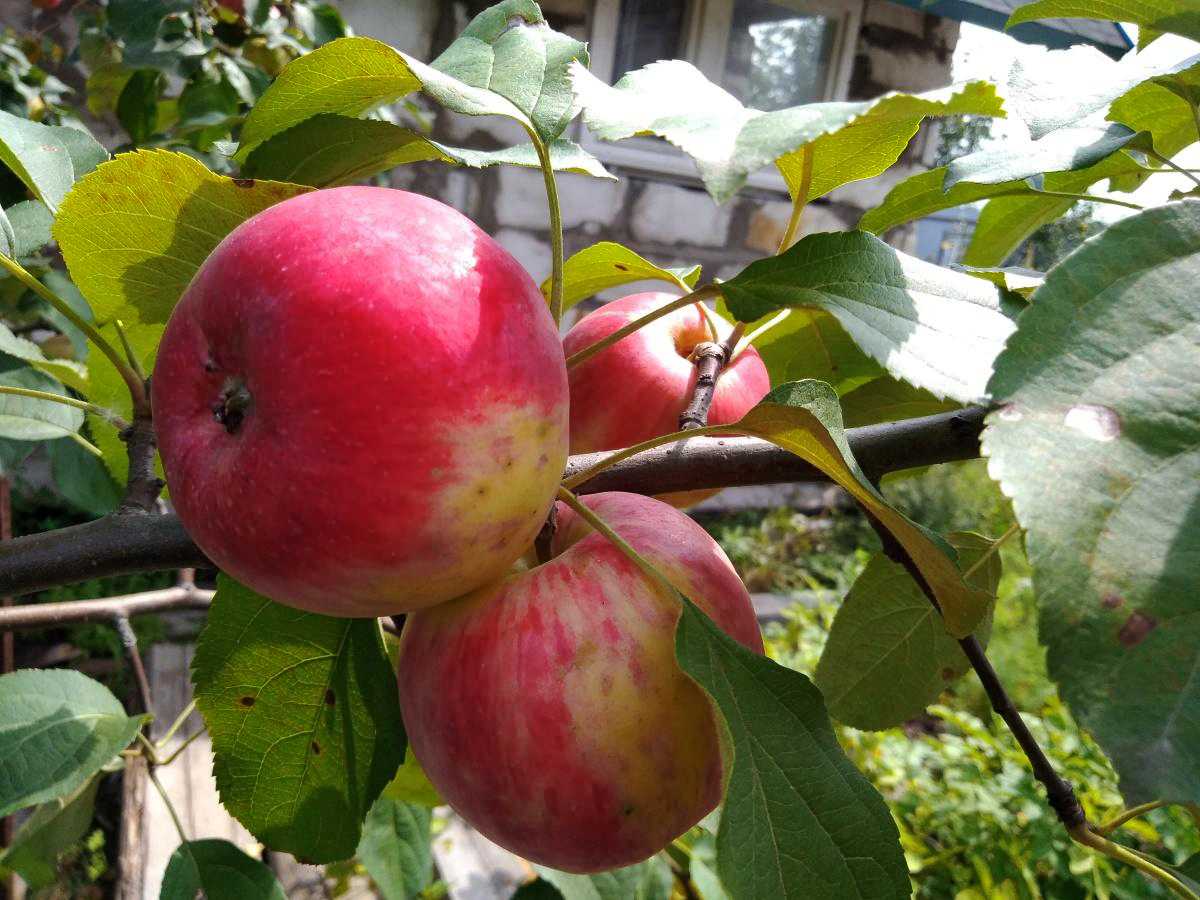 Лучшие зимние сорта яблони для средней полосы рф и уход за ними