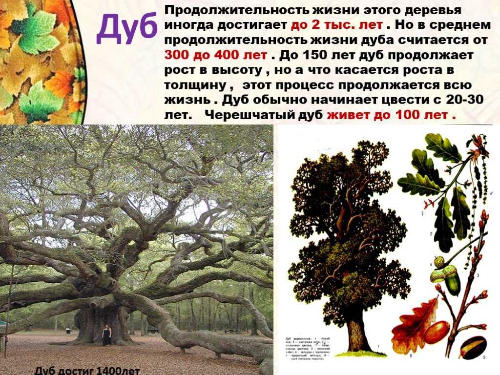 Дуб черешчатый обыкновенный на фото и в описании дерева Его виды – пирамидальный из семейства дуба обыкновенного