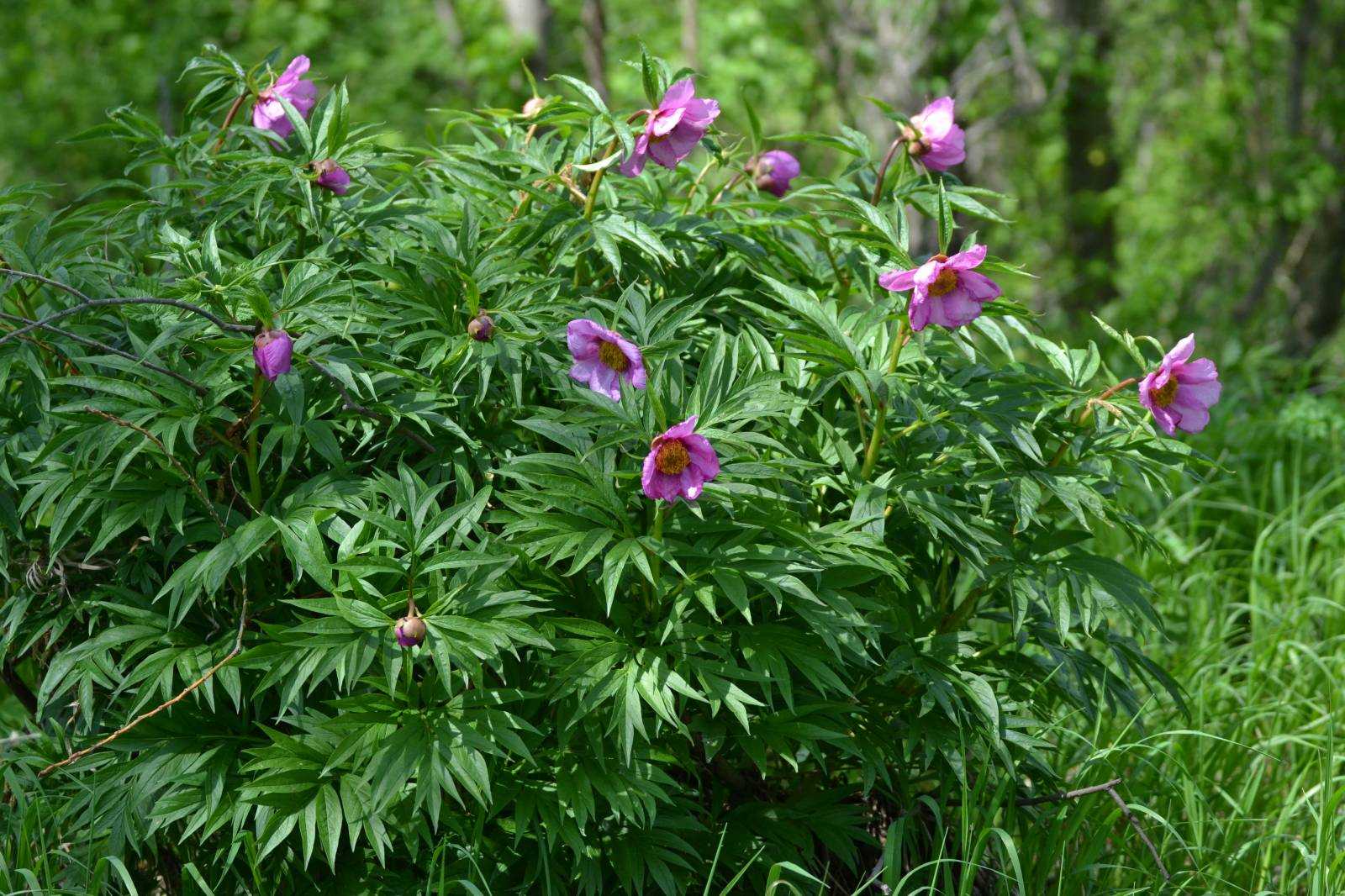 Цветок вероника: разновидности, выращивание, посадка и уход