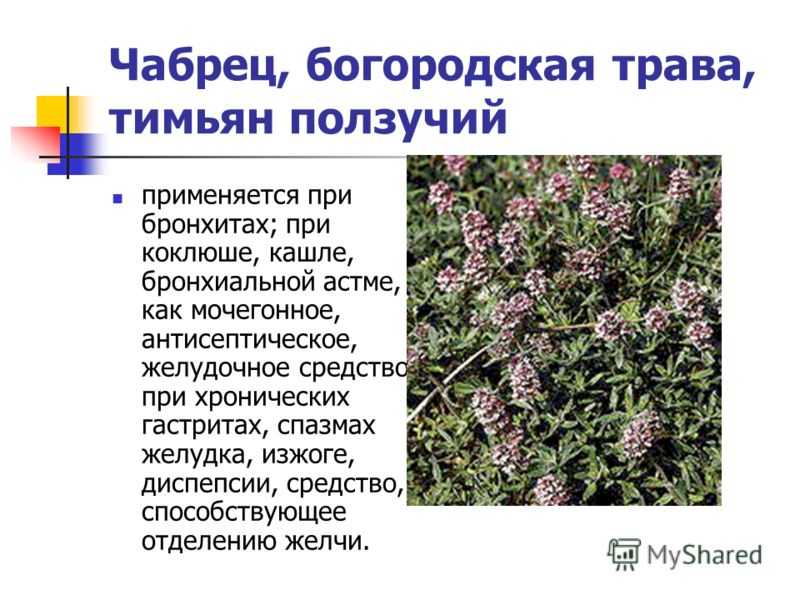 С какими же проблемами помогает справиться чабрец Какие противопоказания у растения Где он растет в России и каковы правила сбора и хранения тимьяна