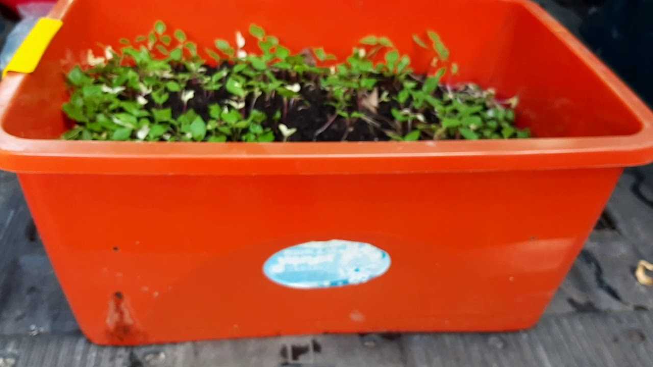✅ морошка: посадка и уход в подмосковье, выращивание в саду из семян на даче, в домашних условиях на рассаду - tehnoyug.com