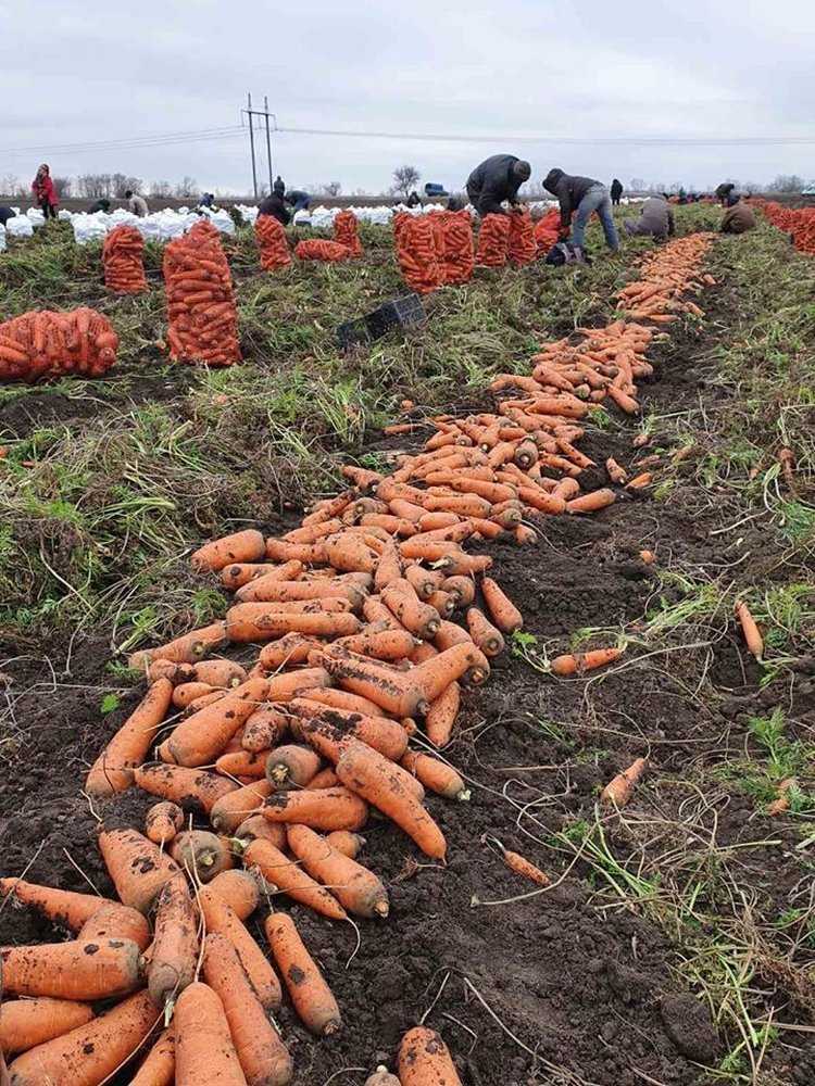 Когда убирать морковь с грядки на хранение в 2021 году по лунному календарю
