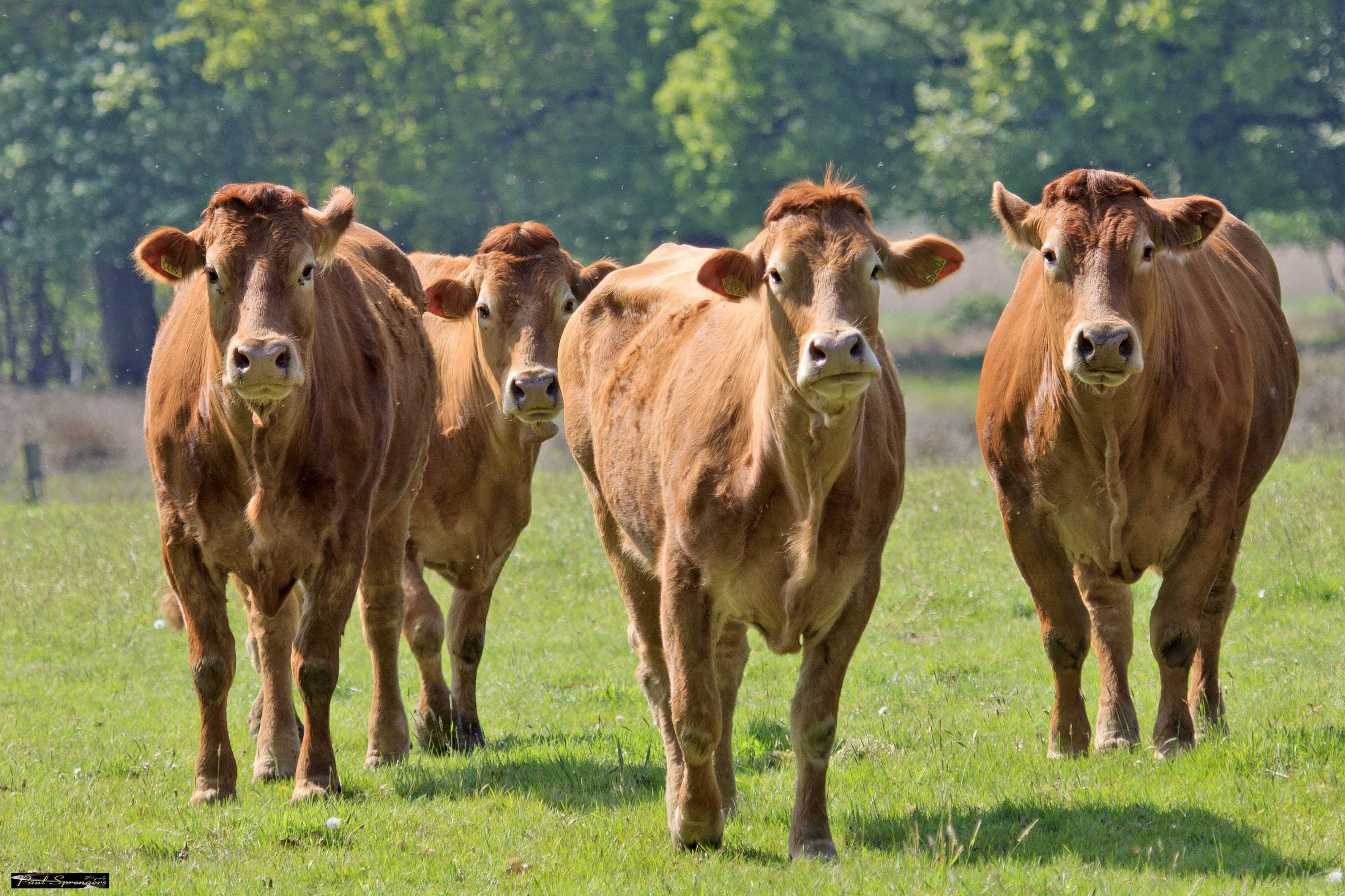 Чем полезно коровье молозиво для человека