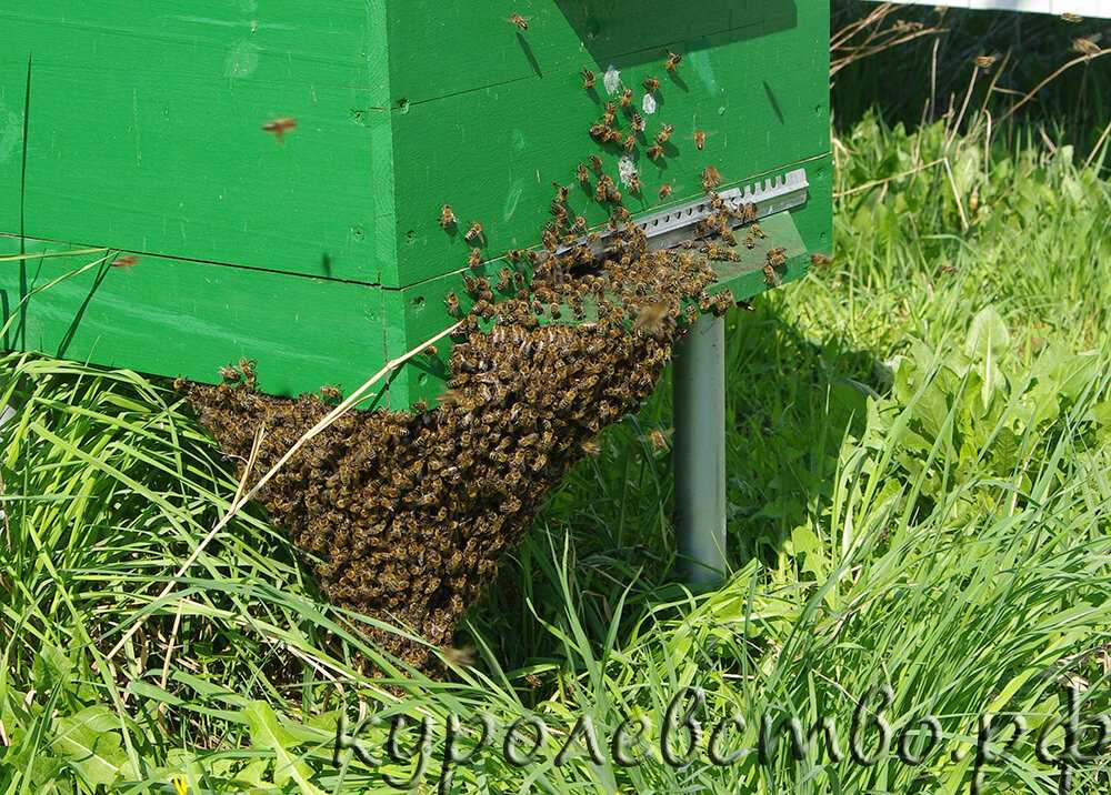 Ловля роев: инвентарь, как и чем приманить и поймать пчелиный рой, как пересадить в улий