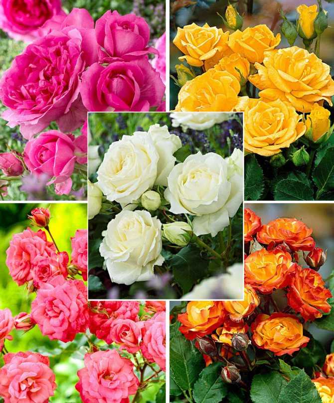 Для флориста большая радость — стойкие розы почти без шипов Именно такими являются розы спрей Разберемся, какие сорта достойны внимания