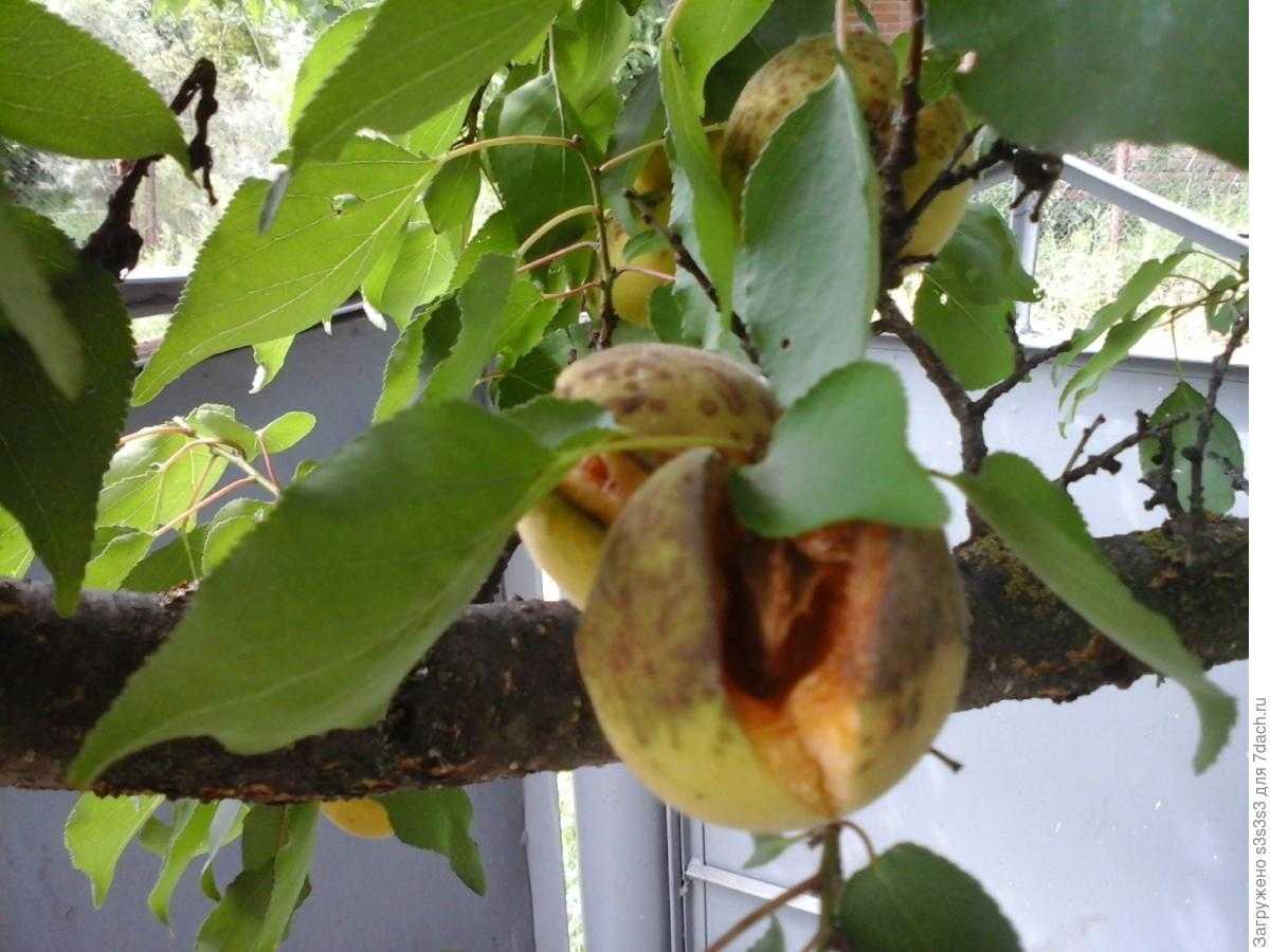 На какой год плодоносит абрикос после посадки: что делать, если дерево не цветет