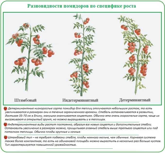 Выращивание и уход за помидорами в теплице из поликарбоната, секреты получения раннего урожая