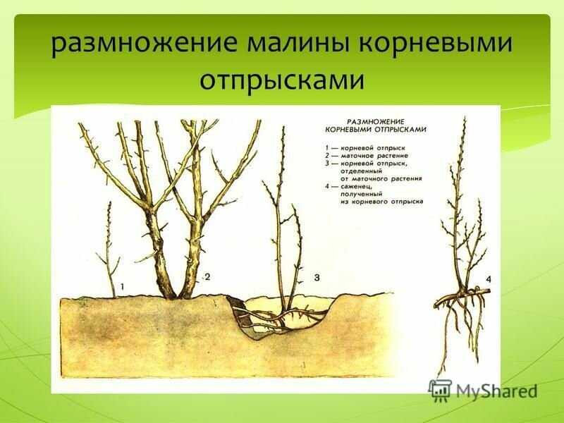 ᐉ как вырастить из семян боярышник - godacha.ru