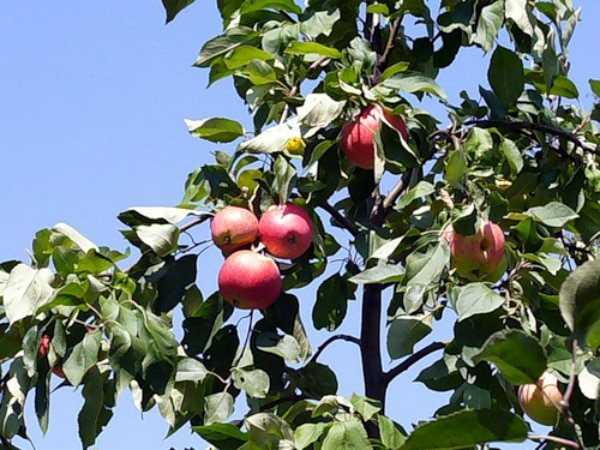 15 лучших сортов яблонь – рейтинг 2022 года