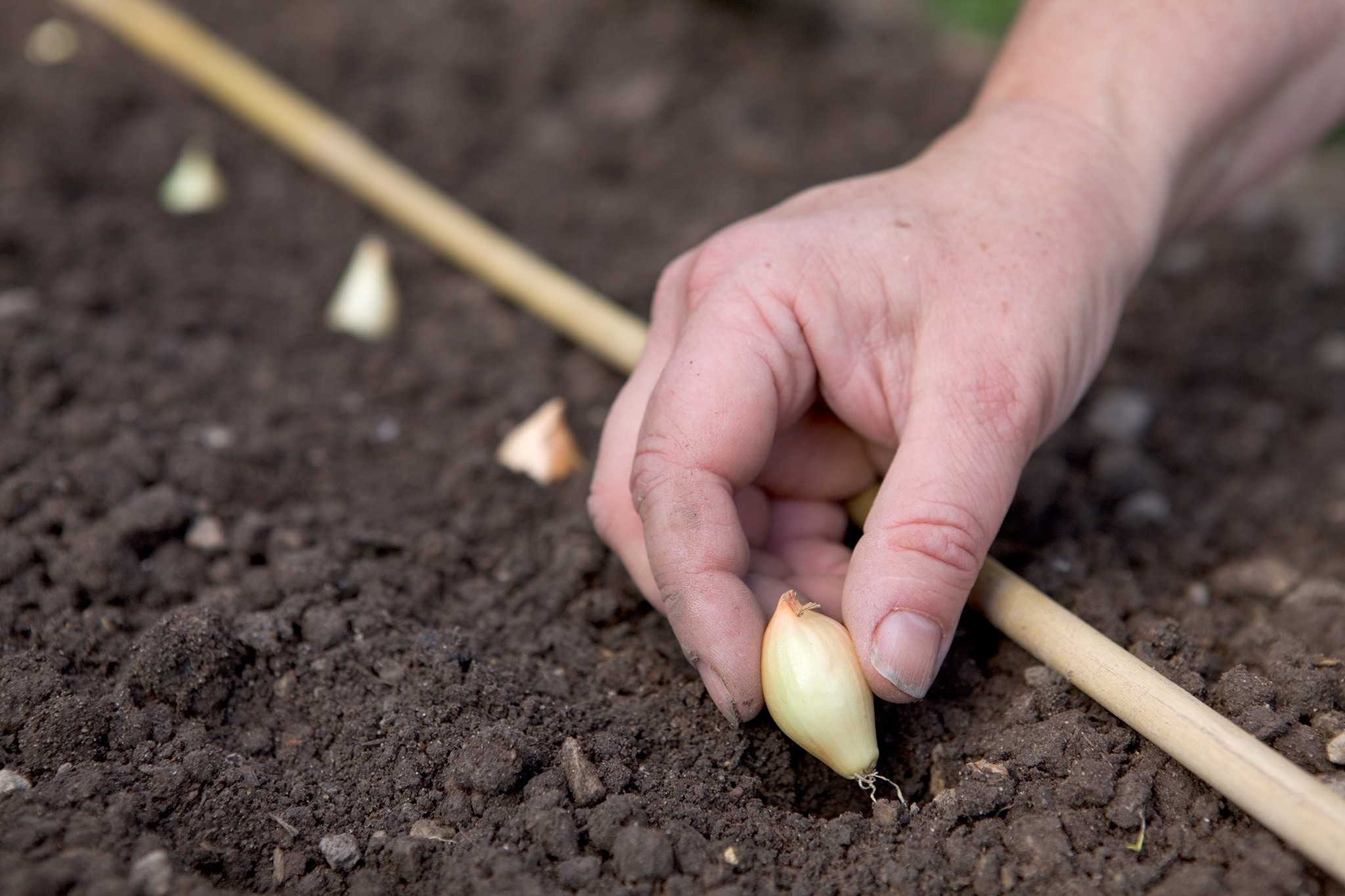 Как посадить лук в огороде
