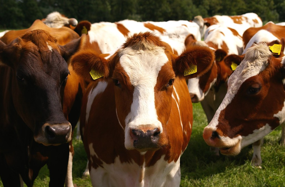 Что такое коровье молозиво, его особенности и полезные свойства