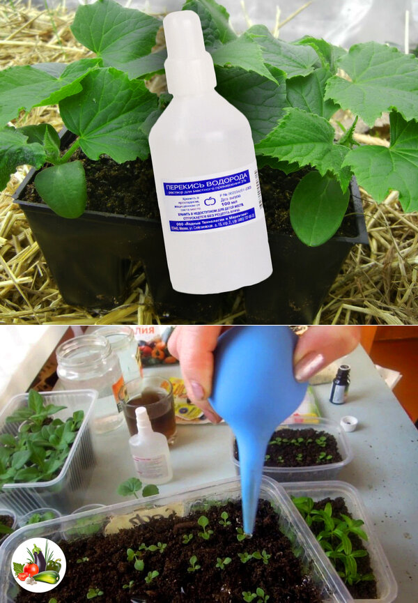 Способы применения перекиси водорода для комнатных и садовых растений, видео инструкция