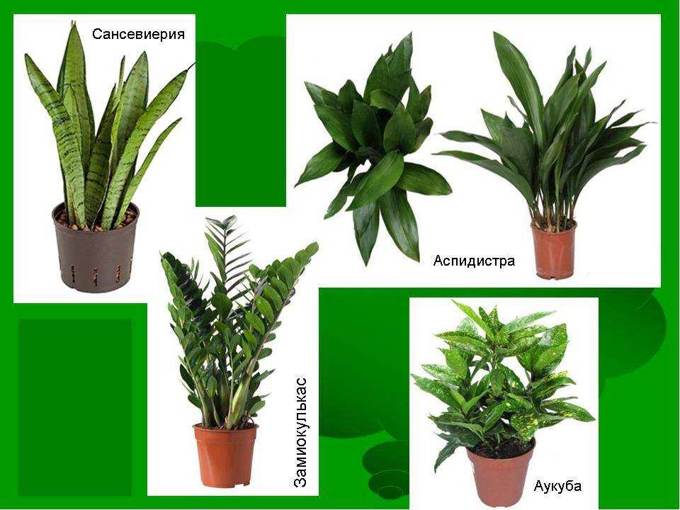 Неприхотливые тенелюбивые растения для сада многолетние: фото и название - sadovnikam.ru