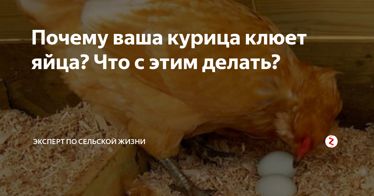 Уход за курами в курятнике: как отучить птицу клевать свои яйца