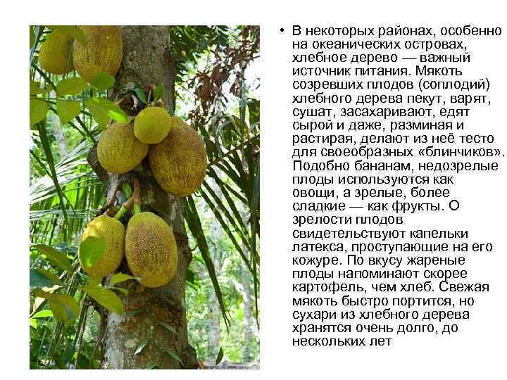 Плоды хлебного дерева - их фото, полная характеристика свойств