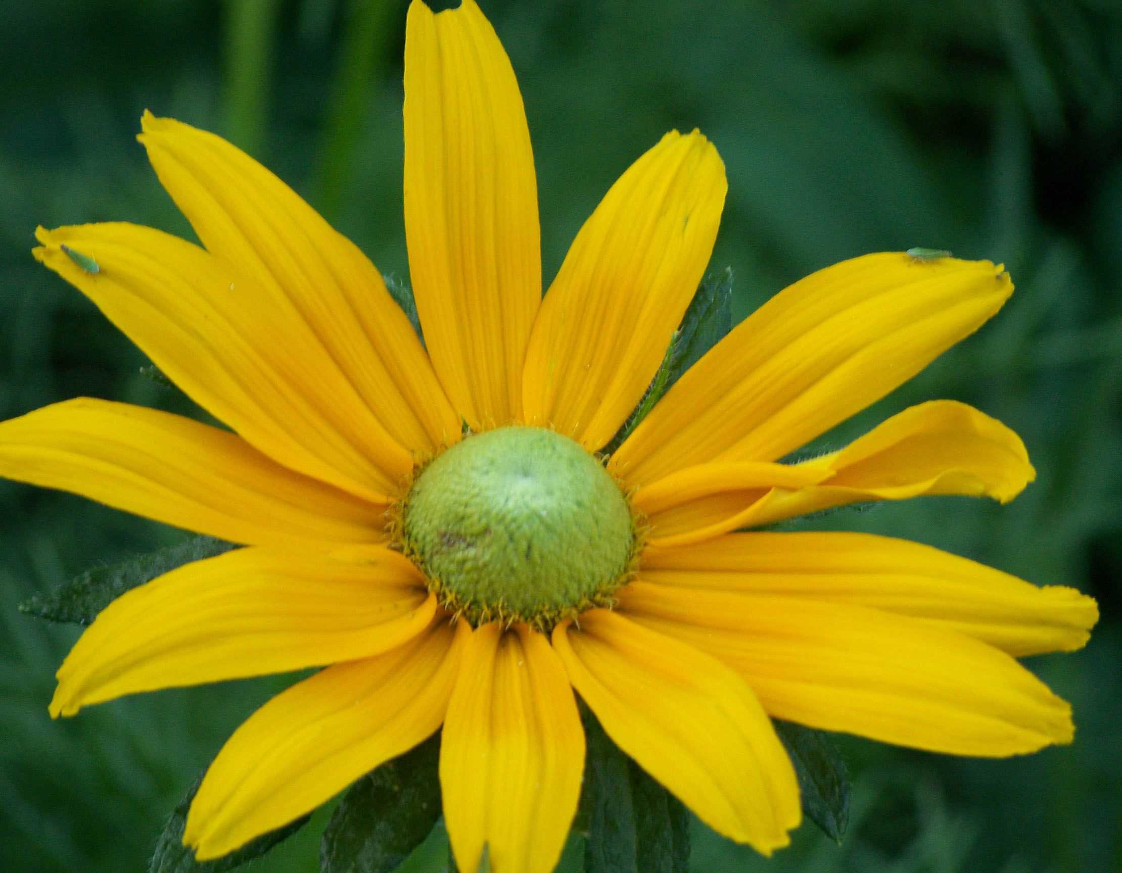 Красивые желтые цветы многолетники для сада: каталог с названиями и фото