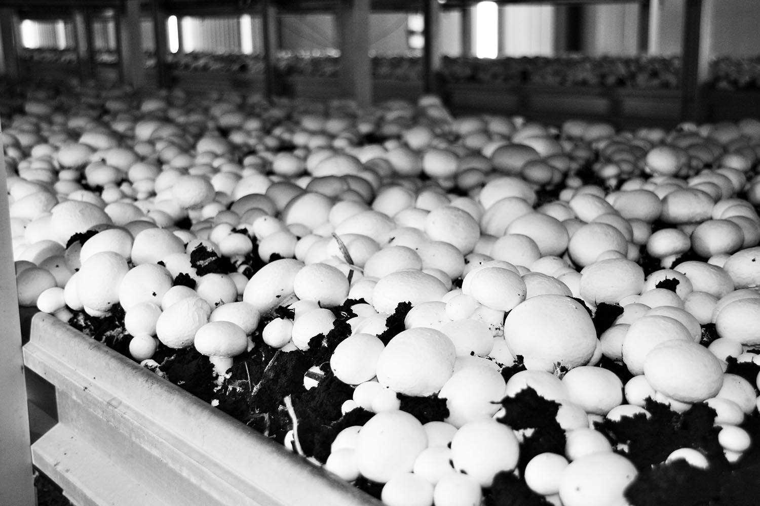 Готовый бизнес-план по выращиванию и продаже грибов — актуальность бизнеса, обзор рынка сбыта, возможные риски и гарантии