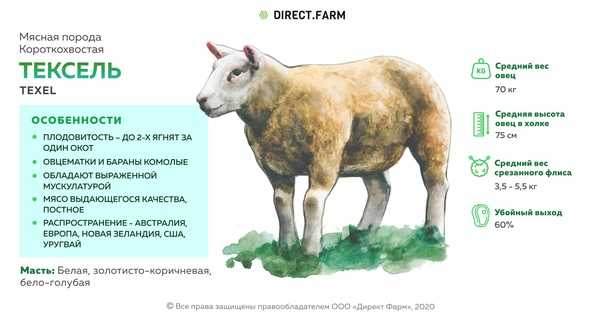 Сколько же весят бараны и овцы разных пород, процентный выход готовой продукции