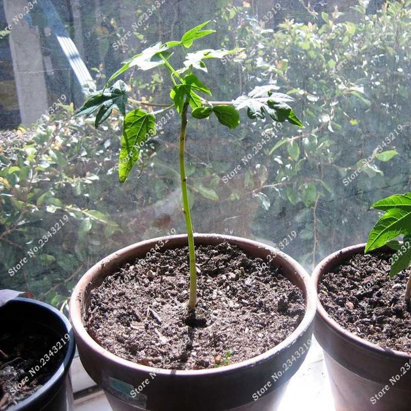 Как вырастить папайю в домашних условиях из семян и ухаживать