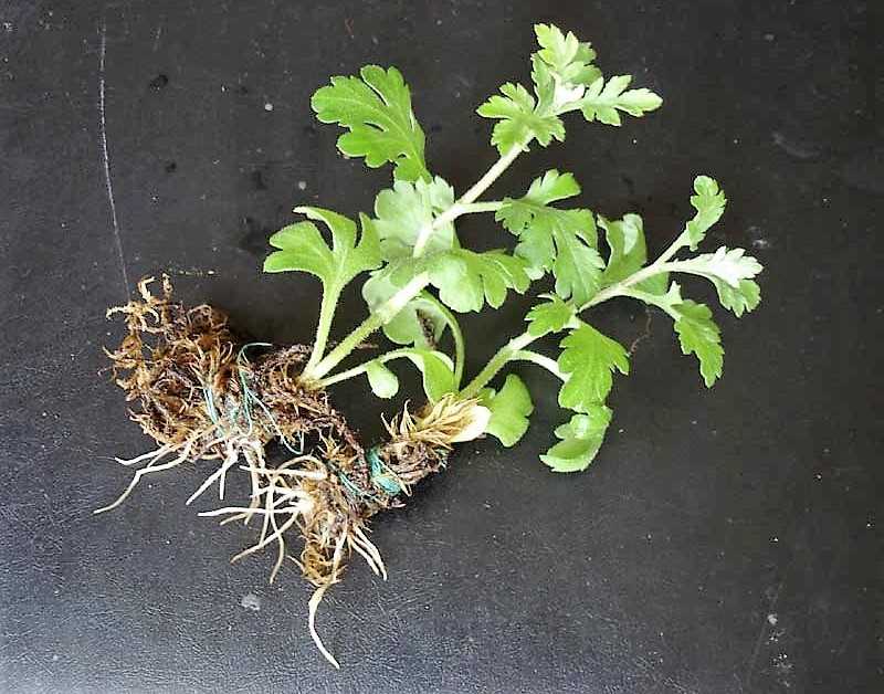 Как посадить хризантемы в открытый грунт весной и осенью