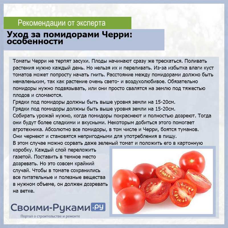 Почему не краснеют помидоры Основные причины задержки созревания Как помочь томатам