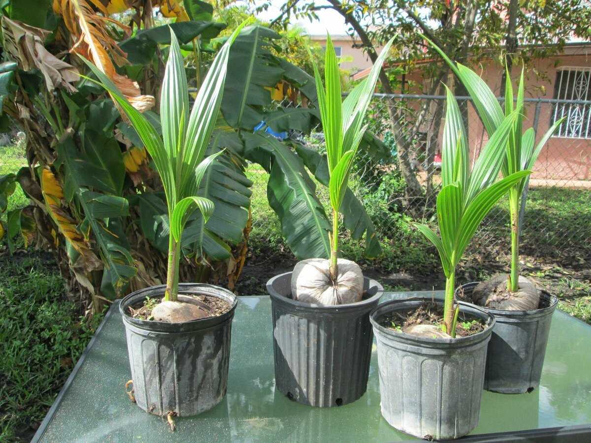 Как вырастить кокос из ореха в домашних условиях: подготовка, посадка, уход