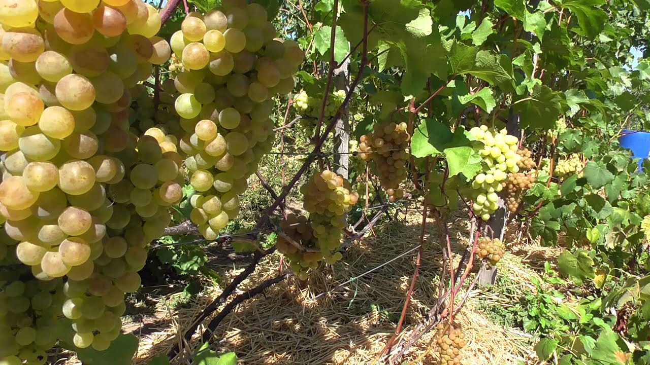 Методы борьбы с милдью на винограде: чем лечить, причины возникновения