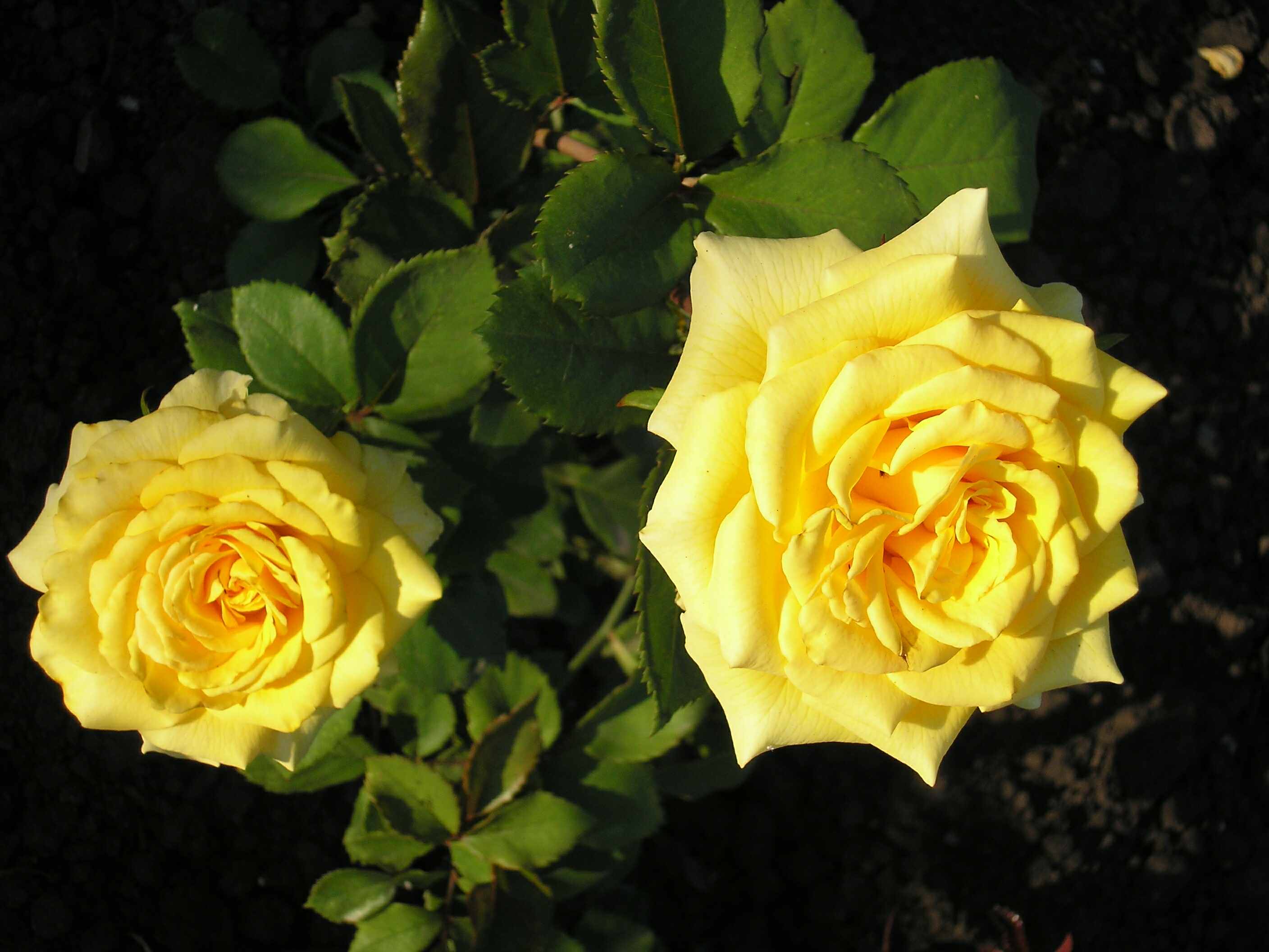 Названия и описания цветов розы с фото - цветочки
                                             - 24 сентября
                                             - 43873494435 - медиаплатформа миртесен