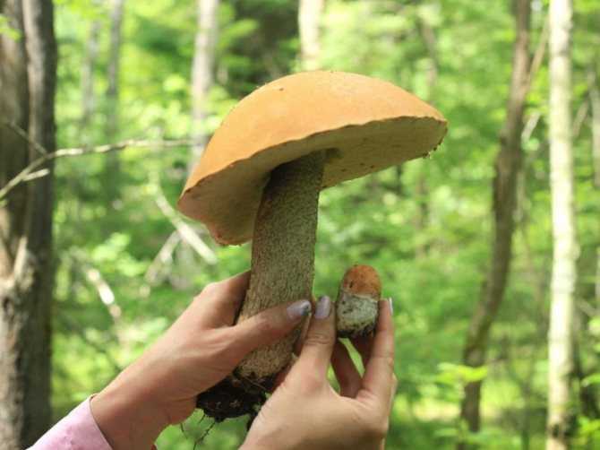 Ложные белые грибы, какие бывают. как отличить белый гриб | дачная жизнь