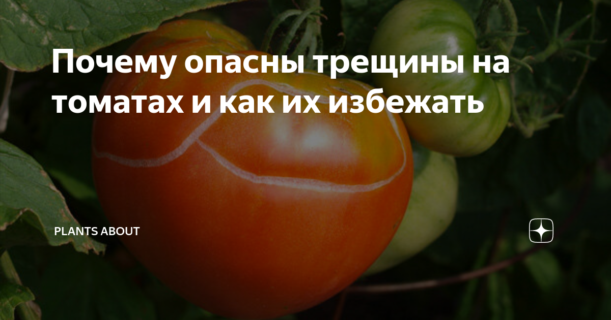 Что такое вершинная гниль на помидорах и как ее лечить