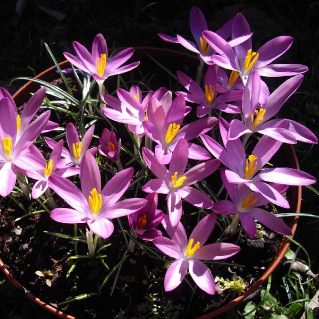 Шафран цветок – описание, выращивание, применение