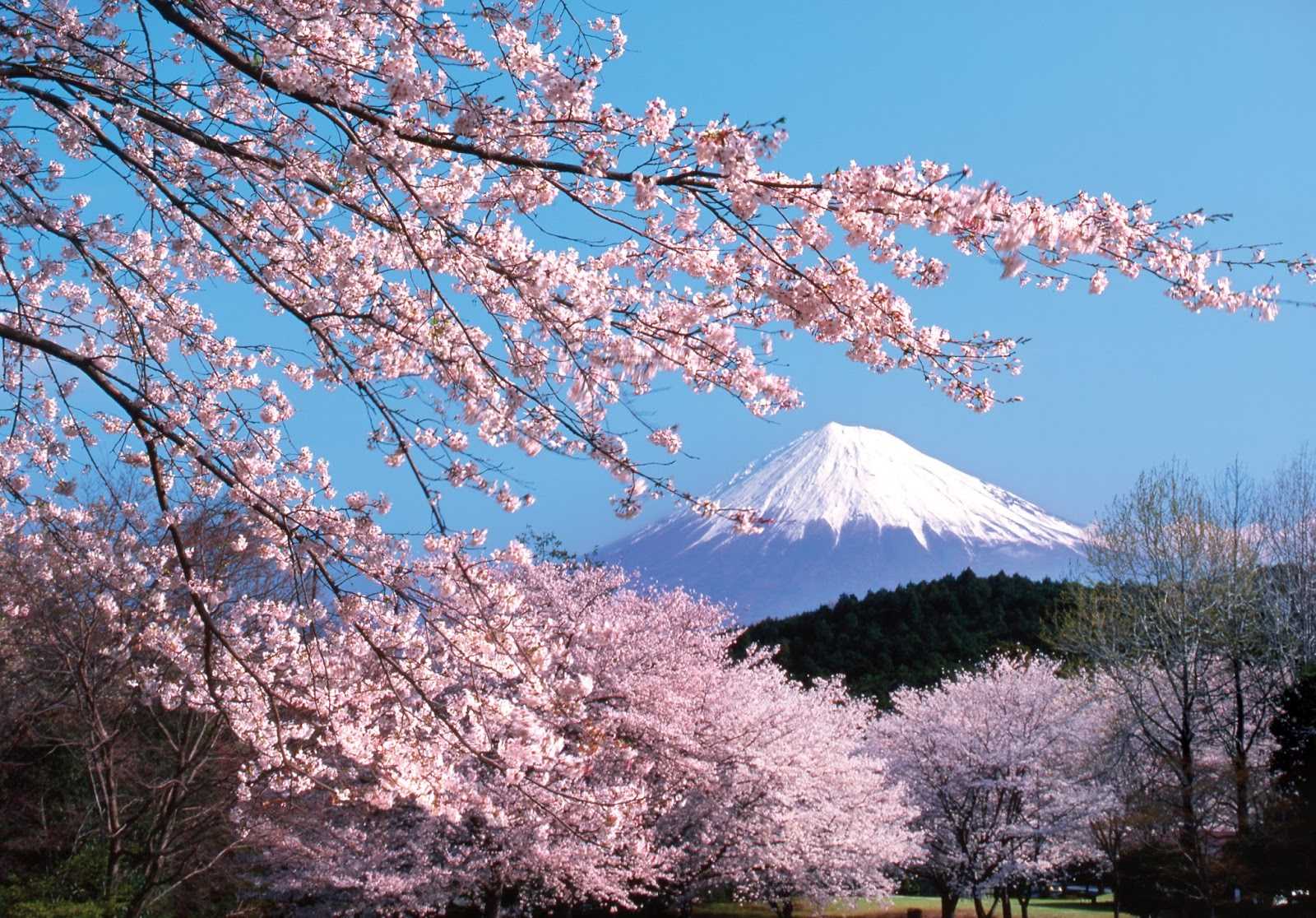 Японское дерево сакура: история, описание и фото
