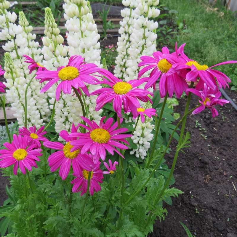 Цветок пиретрум: посадка и уход в открытом грунте, фото, выращивание из семян