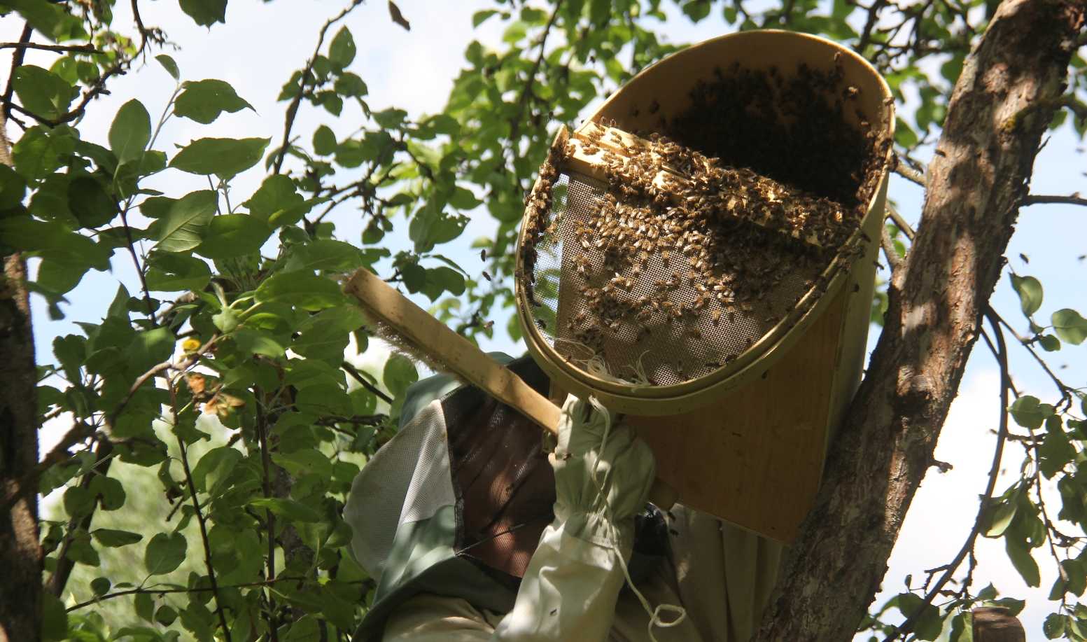 Как поймать рой пчел в пустой улей. видео ловли роев в ловушку