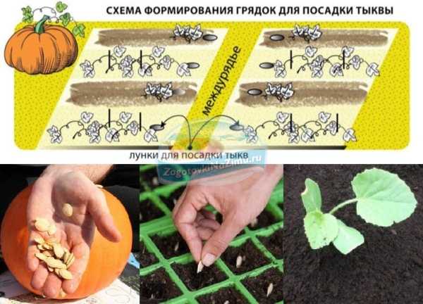 Как вырастить хорошую рассаду арбузов дома: сроки посева, грунт, условия выращивания