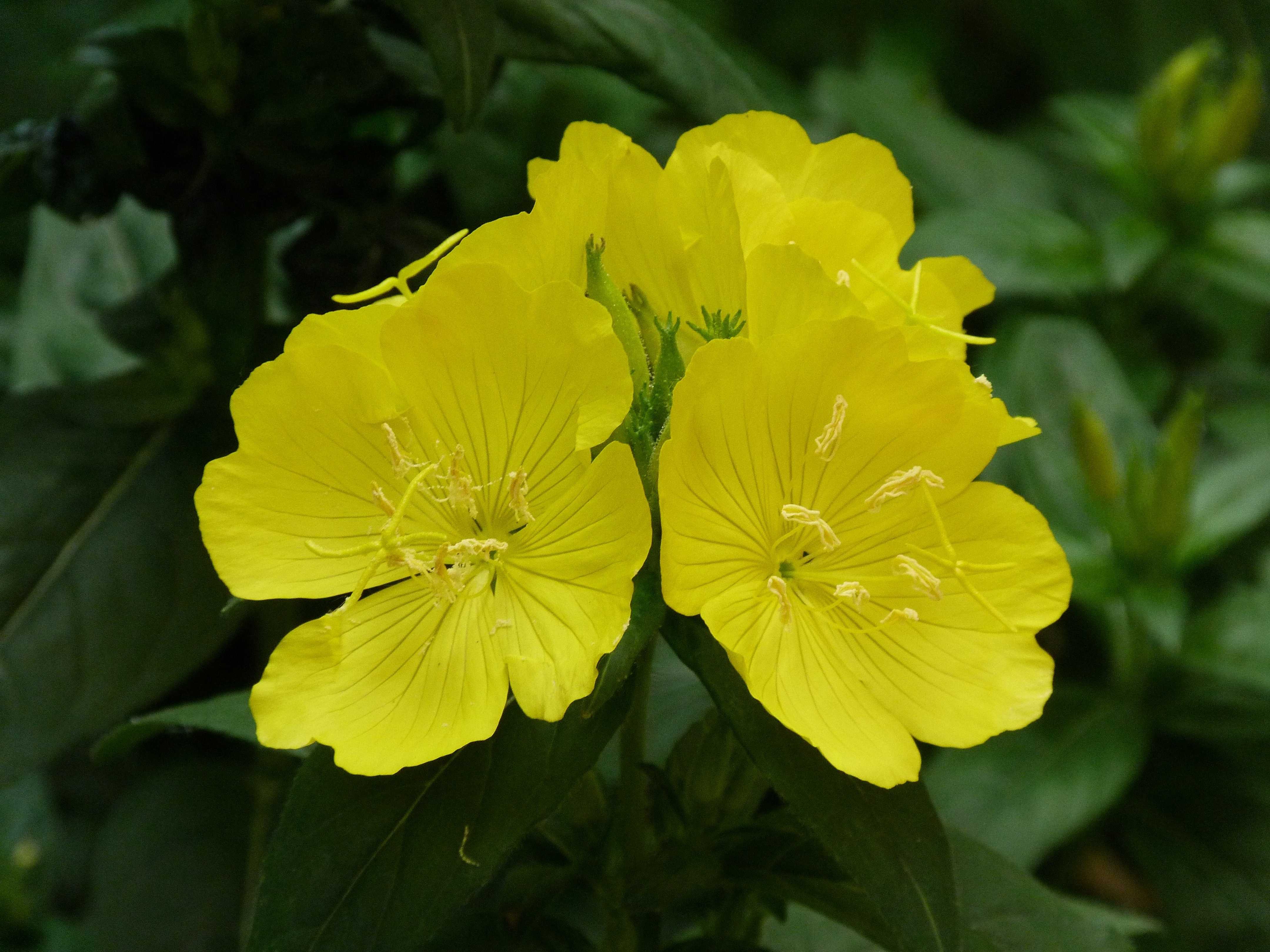 Цветы желтого цвета названия и фото