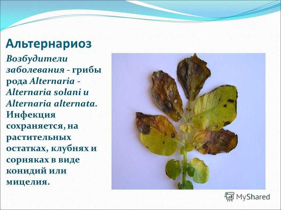 Болезни хвойных растений. болезни и лечение хвойных растений и деревьев