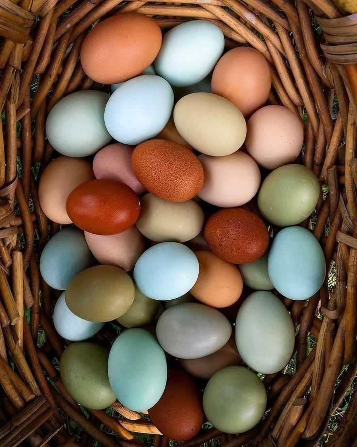 Голубые яйца: породы кур, какие птицы несут, картинки
