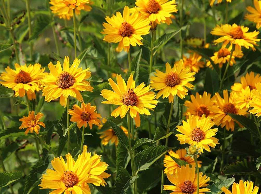 Сегодня выведено огромное количество домашних цветов, имеющих свои преимущества и особенности Среди них следует выделить растения с яркими желтыми цветами