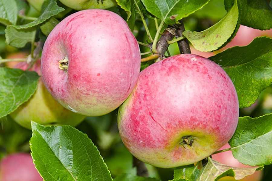 Сорта яблони для северо-запада: описание и фото лучших сортов